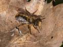 Osmia bicolor.jpg